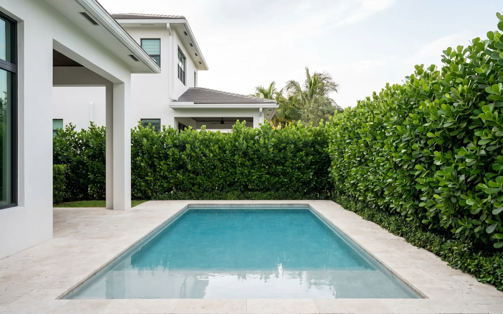 A completed Clusia privacy hedge wrapping two sides of a Miami pool patio, installed as a continuous, straight green wall.