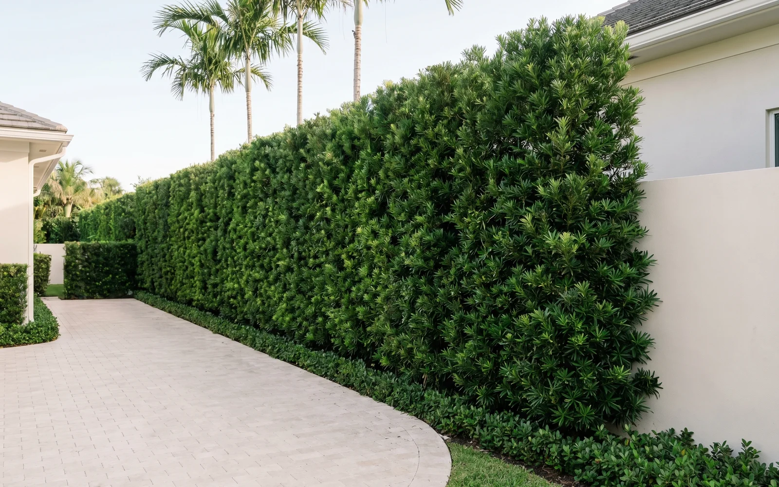 A completed Podocarpus privacy hedge running along a Palm Beach estate driveway, installed as a tall, straight, shaped vertical wall.