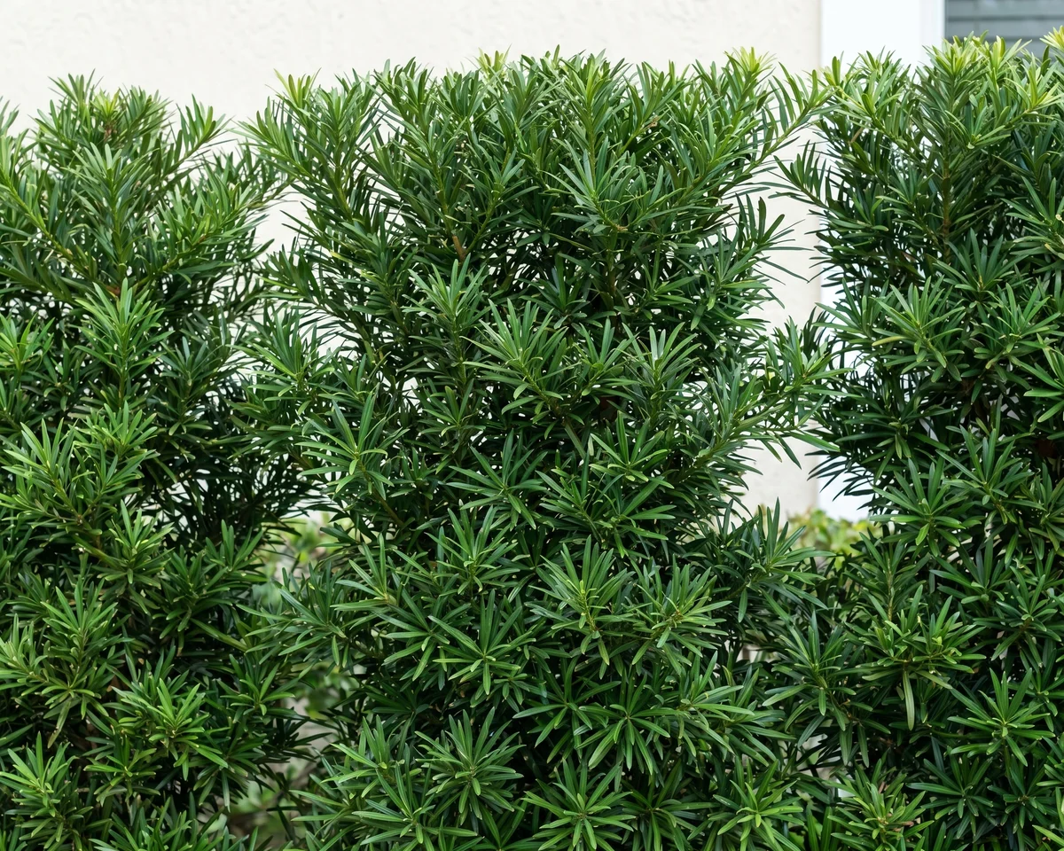 Close-up of a Podocarpus hedge showing the fine, needle-like dark green foliage and tight vertical growth habit used for formal privacy screens.