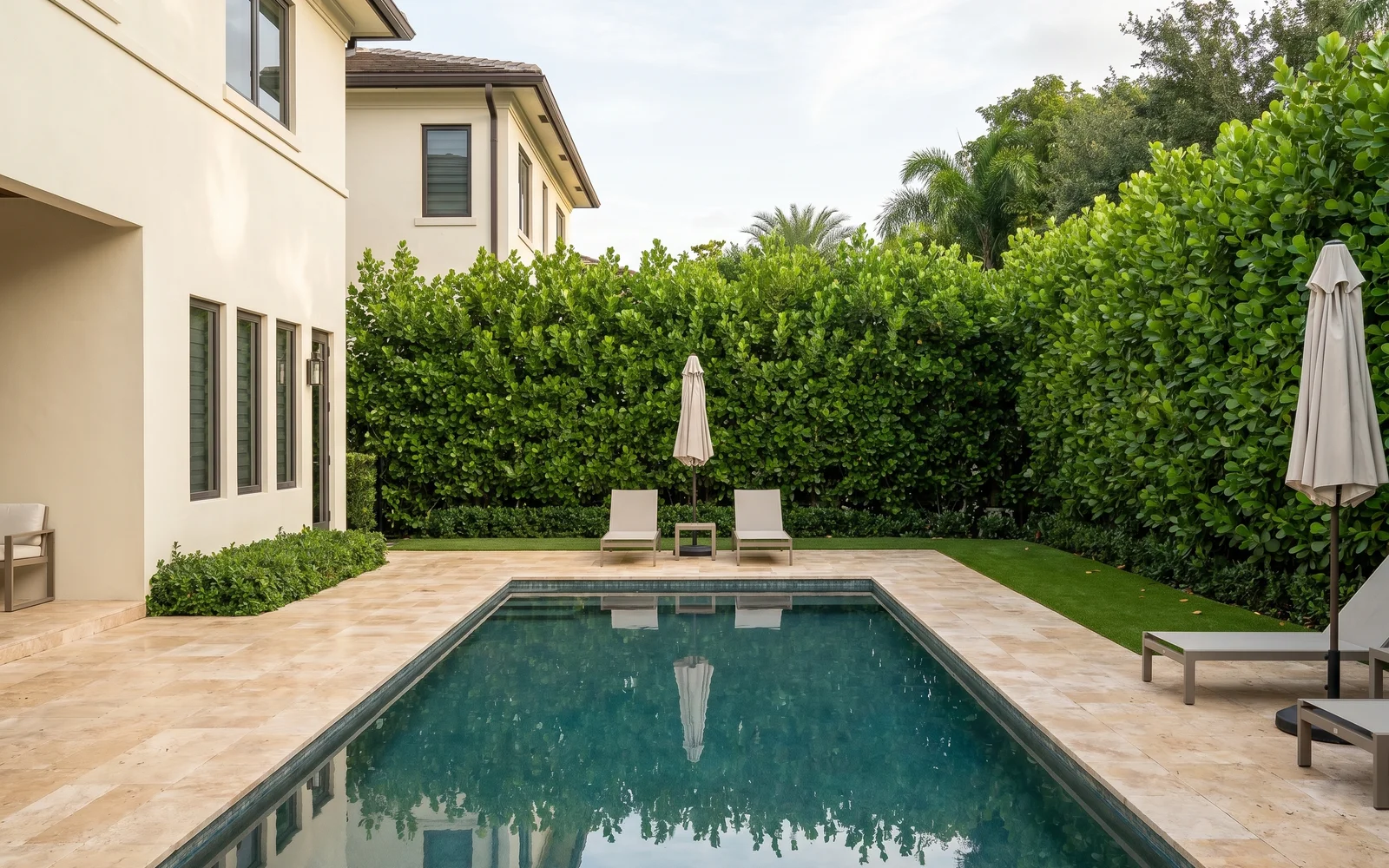 A healthy Clusia privacy hedge along a Pinecrest property that was rescued rather than replaced after being misdiagnosed by other crews.