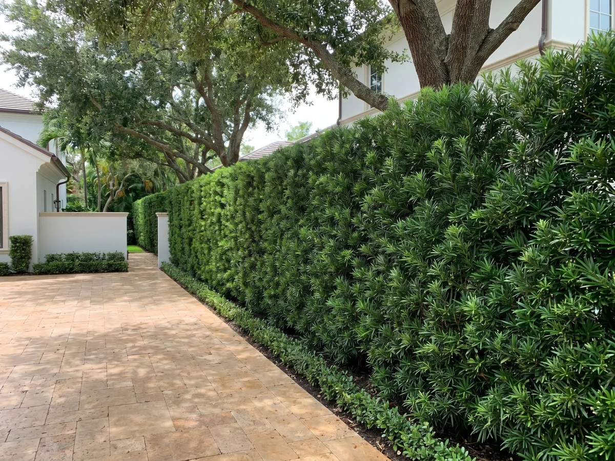 A tall clipped Podocarpus hedge running along a Palm Beach estate driveway in a clean architectural vertical line.